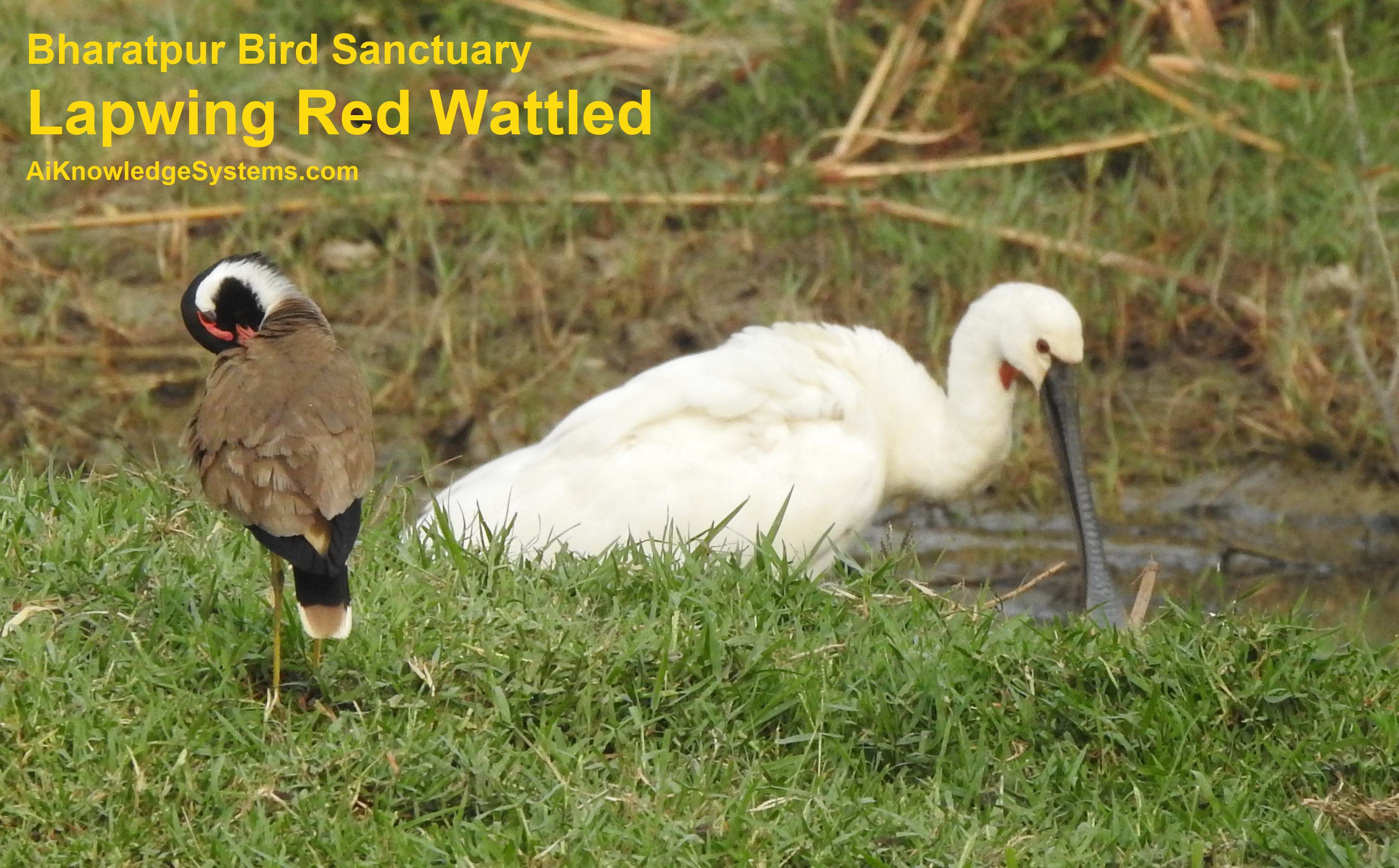 Lapwing Red Wattled (51) Coming Soon